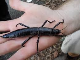 Hatching Stick Insect Video : The Lord Howe Island Stick Insect