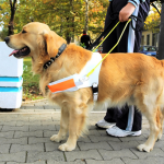 2 Cancer Sniffing Dogs That Saved Their Owners