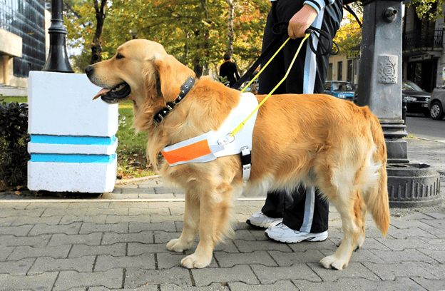 2 Cancer Sniffing Dogs That Saved Their Owners