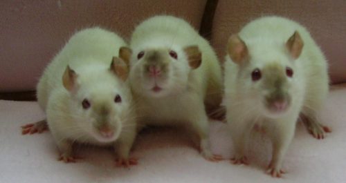 Cutest Pet Rats You've Ever Seen, Siamese Rats, Himalayan Rats