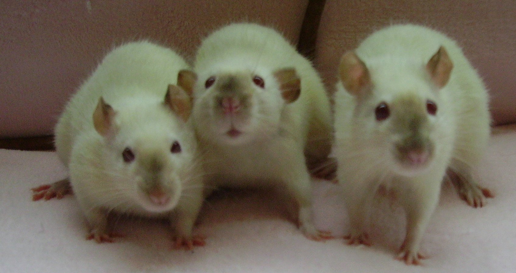 18 of the Cutest Pet Rats You Have Ever Seen