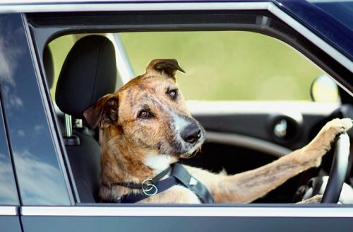 Traveling to Europe with your dog may sound like a hassle, but not so much if you go prepared.
