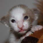 Paw-Ternity Leave, Wishful Thinking, or Possibility?