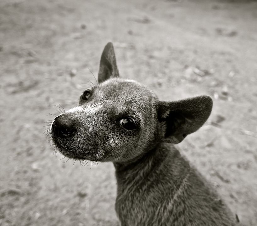 How I Took Help from my Pooch to Get a Perfect Date