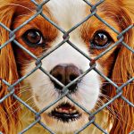 Adopting a Shelter Pet : Why You Should Adopt a Pet