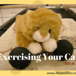 Exercising Your Cat: Tips and Tricks to Get Your Cat Moving