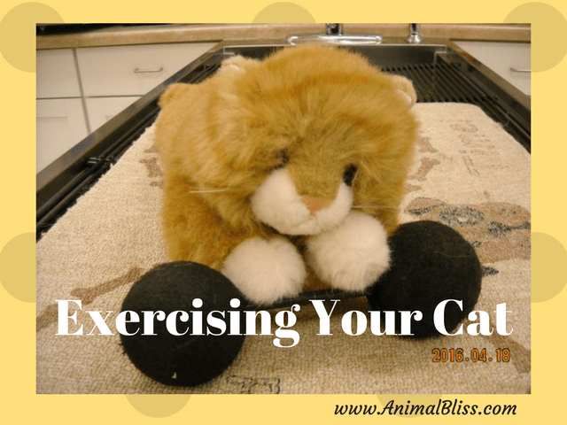 Exercising Your Cat: Some Tip and Tricks to Get Your Cat Moving