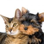 Diabetes in Cats and Dogs on the Rise