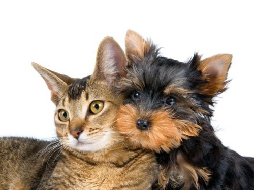 Diabetes in cats and dogs on the rise.