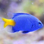 Getting Everything You Need for an Aquarium