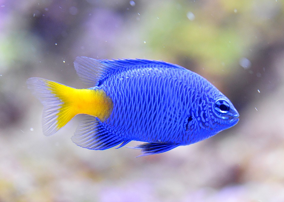 Getting Everything You Need to Start an Aquarium Hobby