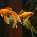Goldfish Care 101: Getting Started with this Popular Breed