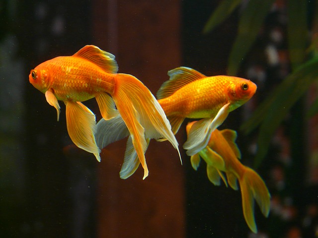 Goldfish Care