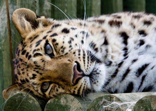 Amur Leopard - www.animalbliss.com