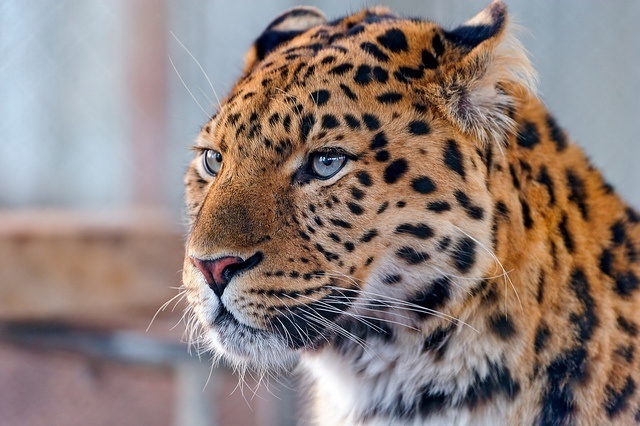 Wildlife Preservation, Amur Leopard