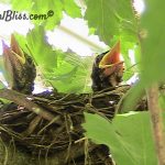 Baby Robins in My Backyard