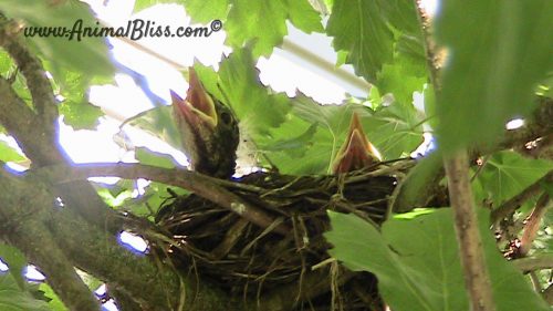 Baby Robins in My Backyard