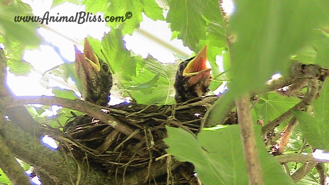 Baby Robins in My Backyard