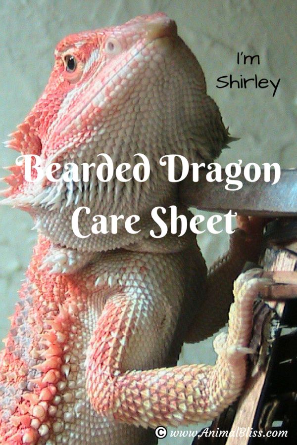 Bearded Dragon Care Sheet: Caring for Your Pet Dragon
