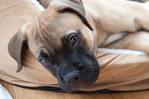 Pick a Pooch: Tips on Breed Choices When Getting a New Puppy