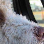 Safety Tips When Traveling with Pets This Summer