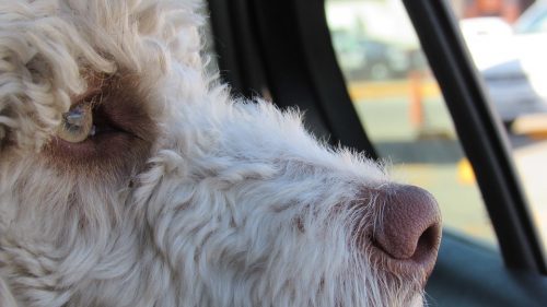 Free That Pup: Hot Vehicle Good Samaritan Laws