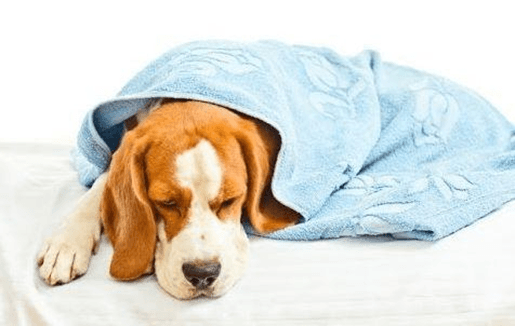 How to Help Dogs with Gastritis