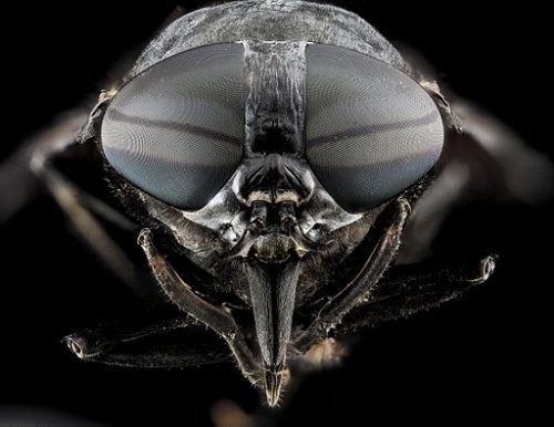 Horse Fly Tabanus_atratus