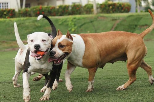 This top tips for pitbull owners guide look at some key issues regarding training, health and general welfare