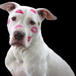 Top Tips For Pitbull Owners