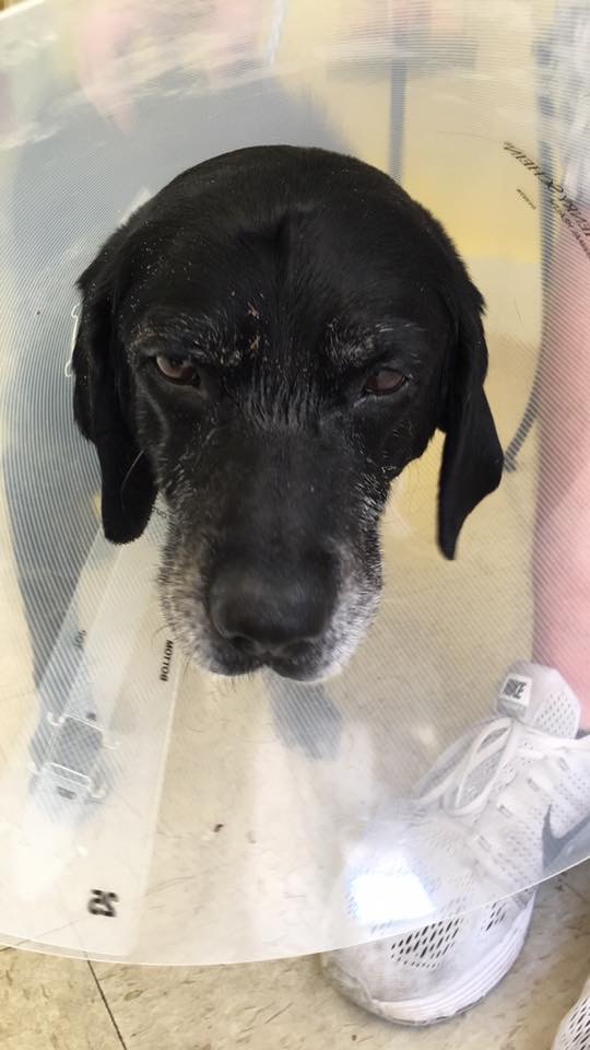 Picture of Bladder Stone Removal From Raven the Dog