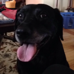 Bladder Stone Removal From Raven the Dog