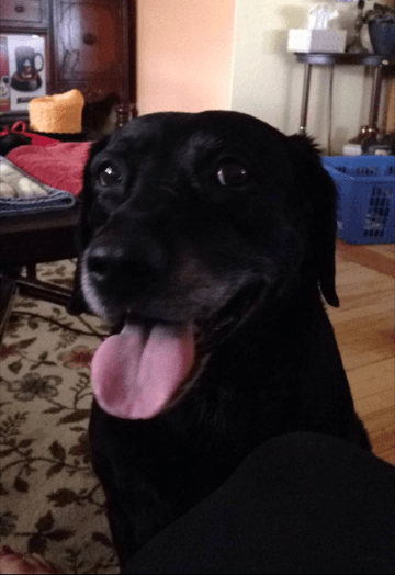 Bladder Stone Removed From Raven, All is Well Now