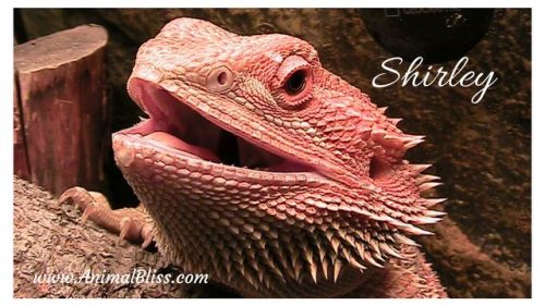 Learn more about proper lizard care in this introduction to bearded dragons