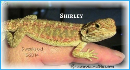 5 Week Old Bearded Dragon 5 Week Old Bearded Dragon
