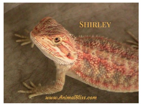 Shirley the Bearded Dragon from Animal Bliss