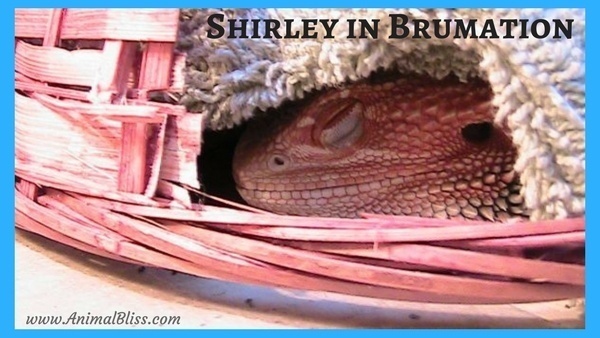 Bearded Dragon in Brumation Bearded Dragon in Brumation