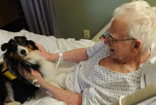 Trained therapy dogs have many uses, helping and healing in many health fields. - www.animalbliss.com
