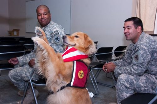 Trained therapy dogs have many uses, helping and healing in many health fields. - www.animalbliss.com