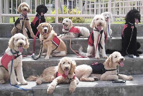 Trained therapy dogs have many uses, helping and healing in many health fields. - www.animalbliss.com