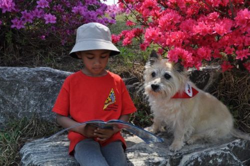 Trained therapy dogs have many uses, helping and healing in many health fields. - www.animalbliss.com