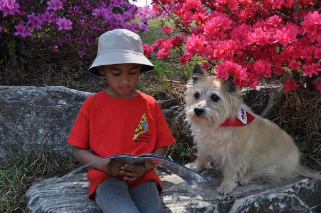 Trained therapy dogs have many uses, helping and healing in many health fields.