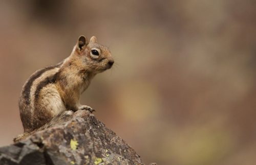 Turn Your Backyard into a Wildlife Friendly Habitat with These 4 Tips