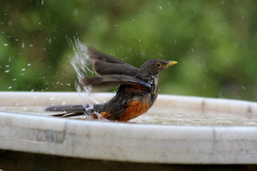 Turn Your Backyard into a Wildlife Friendly Habitat with These 4 Tips