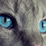 How Pet Insurance Benefits the Whole Family