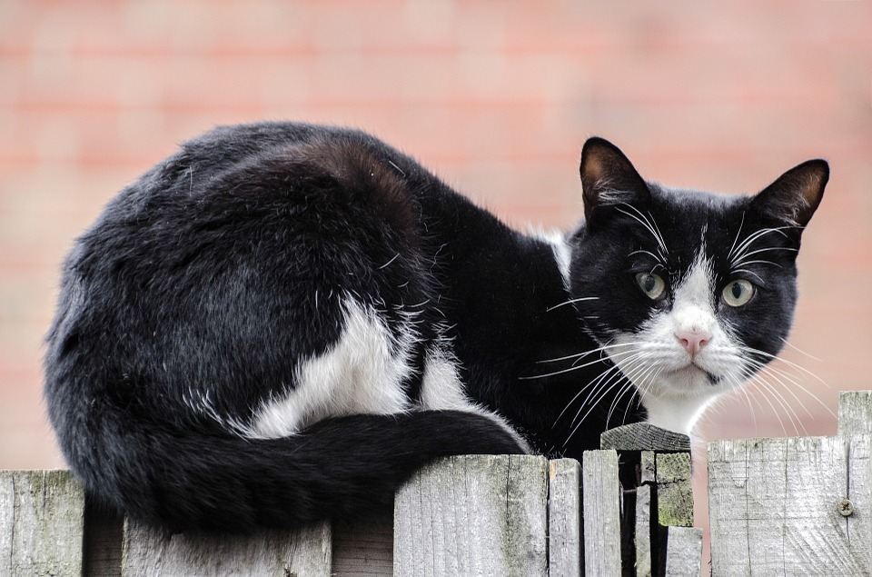 Check out these simple ways to pet-proof your garden against possible disasters.