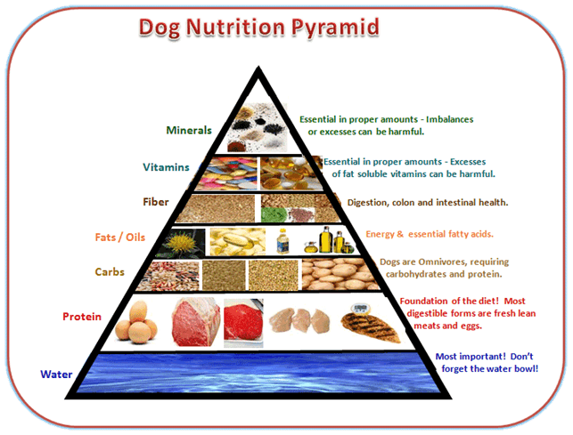 How to Help Dogs with Gastritis