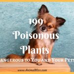 199 Poisonous Plants That are a Danger to You and Your Pets