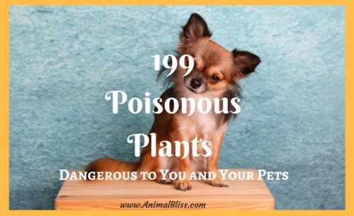199 poisonous plants that are a danger to you and your pets.