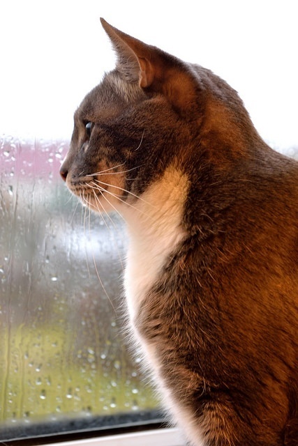 Storm preparedness for pets - Are You Ready?